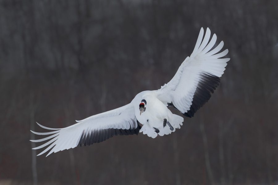 5 Best Wildlife Photography Locations in Japan | Nature TTL