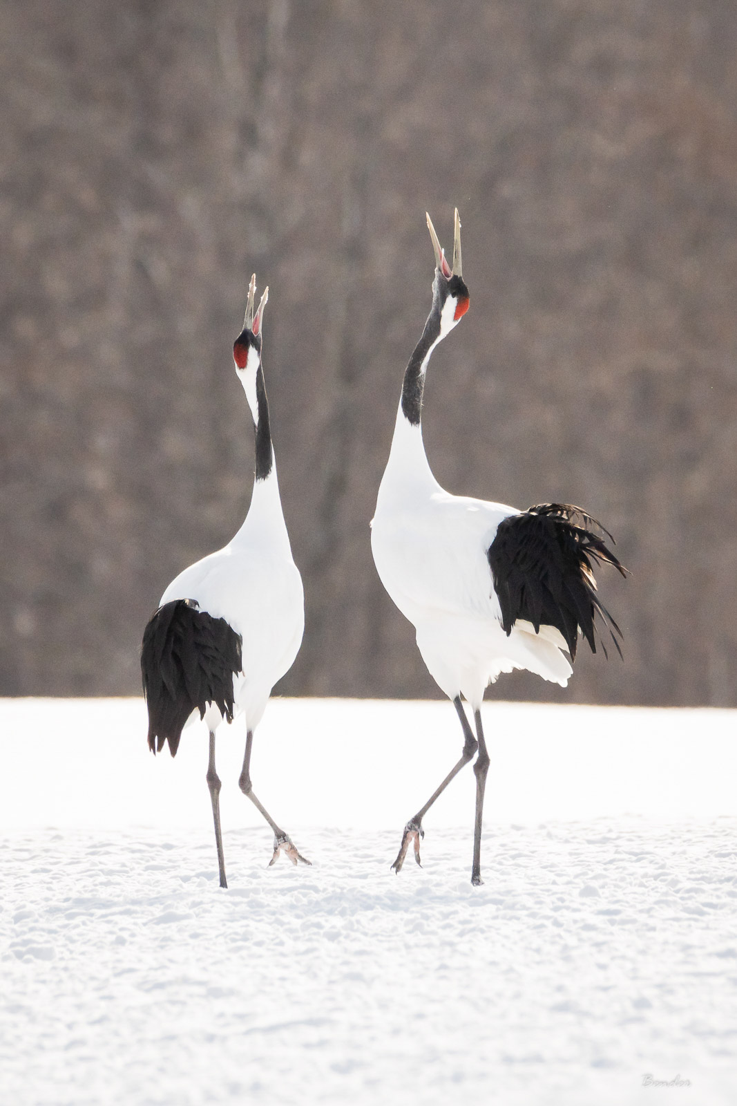 Where to Find and Photograph Wildlife in Japan - Nature TTL