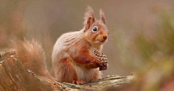 How to Photograph Red Squirrels | Nature TTL