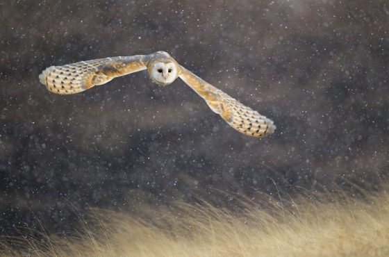 how-to-photograph-barn-owls-backlit-wildlifepphotography-uk-wildlife