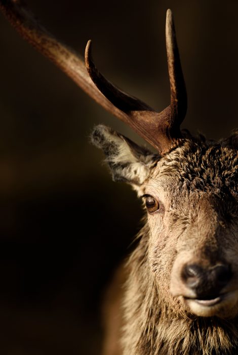 How to Photograph Red Deer | Nature TTL