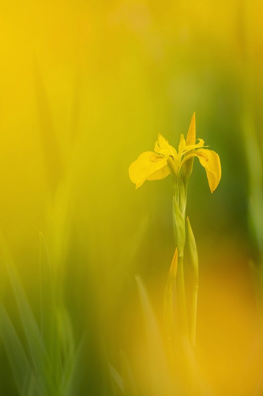 6 Tips for Photographing Flowers | Nature TTL