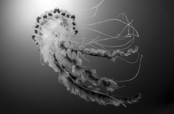 how-to-photograpgh-jellyfish-underwater-photopgraphy-tips