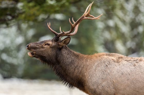 Elk_10photograohy-elk-wildife-canada-rocky-mountains-guide-how-to
