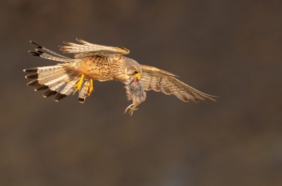 how-to-photograph-kestrel-falcons-tips-fieldcraft-advice -how-to-find-birds-of-prey04