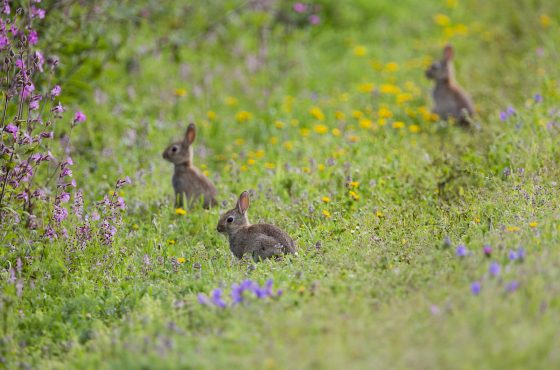 rabbits-in-wildflowers-photography