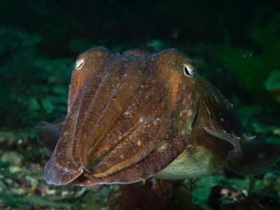 How To Photograph Cuttlefish - Nature Ttl