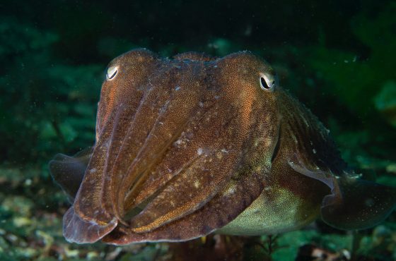 1-Cuttlfish-hovering-underwater-diving-scuba-photography
