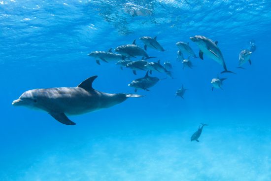 How to Photograph Dolphins Underwater - Nature TTL