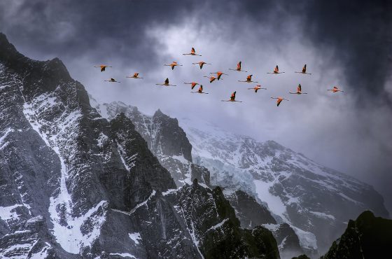 Flamingos-in-flight-over-the-Andes-mountain-range-mountain-bird-photograohy-guide-patagonia-wildlife