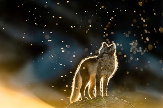 European-Wildlife-photographer-of-the-year-winners-annoucned-stunnging-awarded-nature-photos