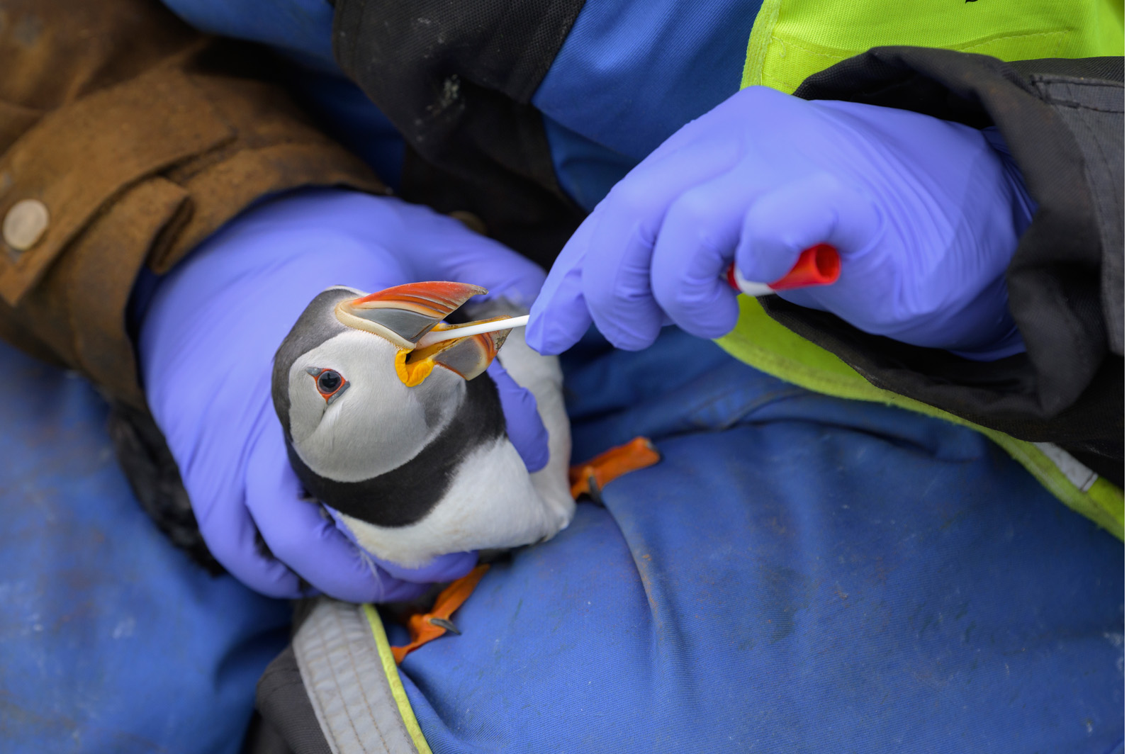 How To Photograph A Wildlife Story - Nature TTL