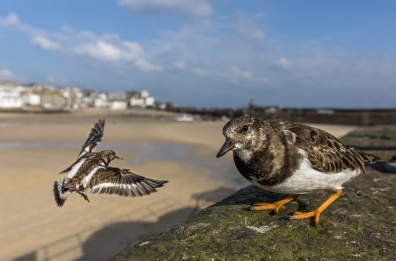 how-to-photoghraph-turnstone-coastal-birds-seaside-wildlife-09