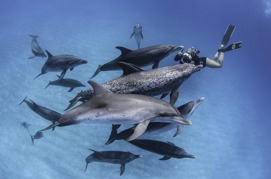 swimming-with-dolphins-in-the-wild-photograohy-guide-pod-amazing-dolphin-photographs