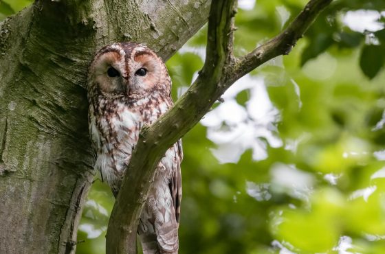 how-to-photograph-tawny-owls-11