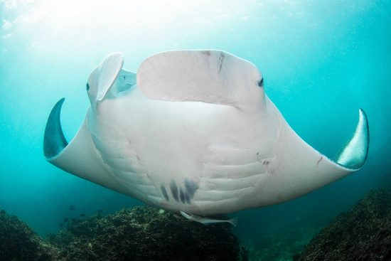 How to Photograph Manta Rays - Nature TTL