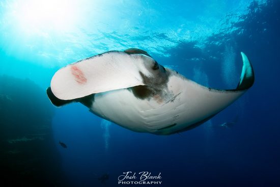 How to Photograph Manta Rays - Nature TTL