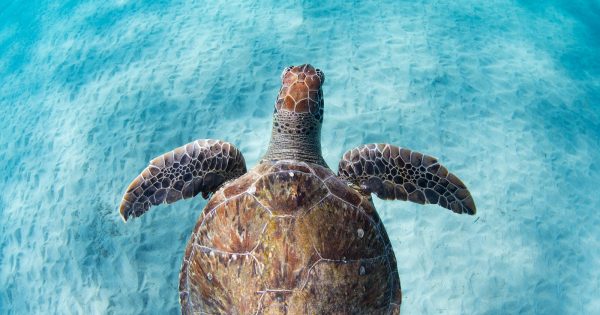 How to Photograph Sea Turtles - Nature TTL