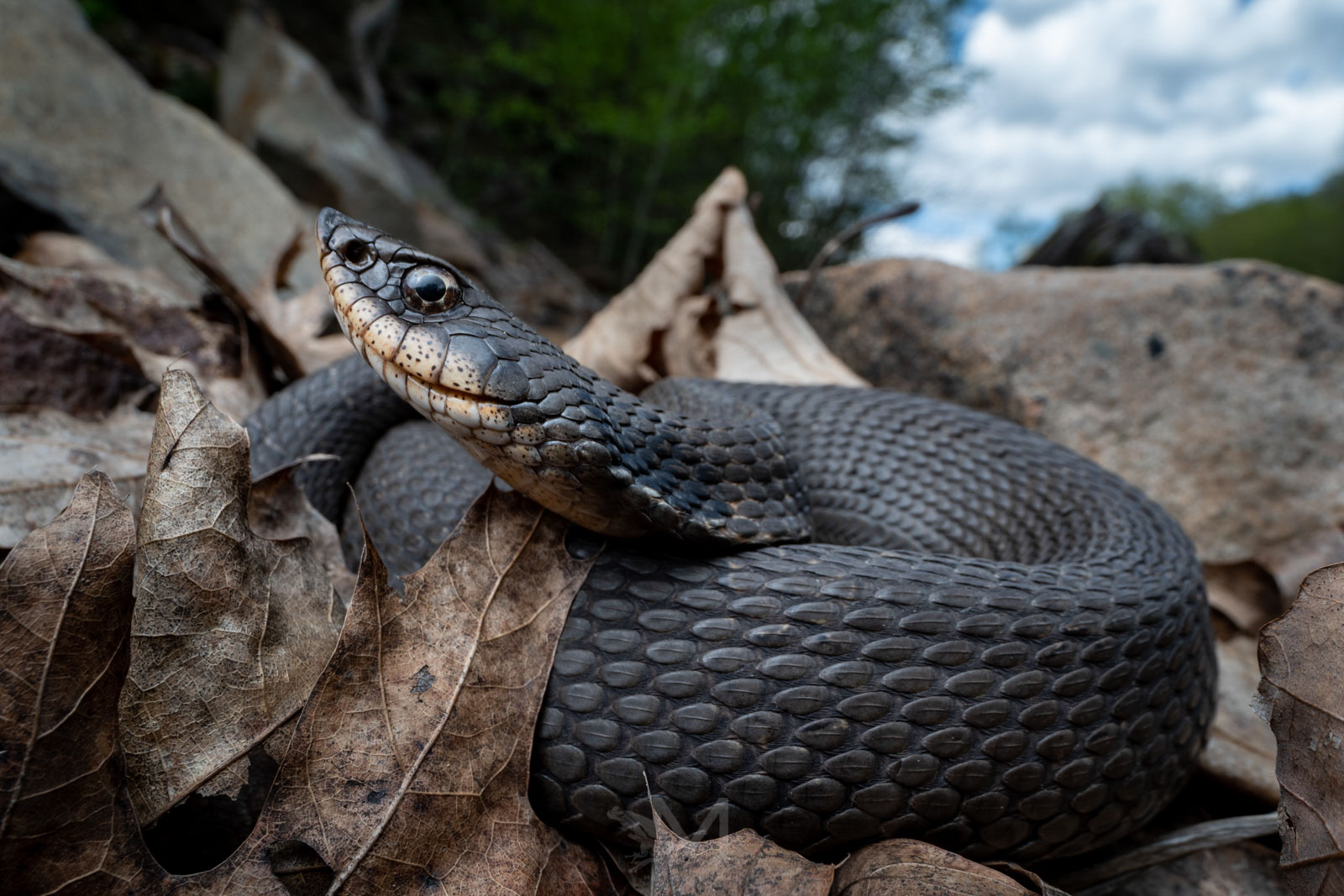 How To Photograph Reptiles And Amphibians In The USA - Nature TTL