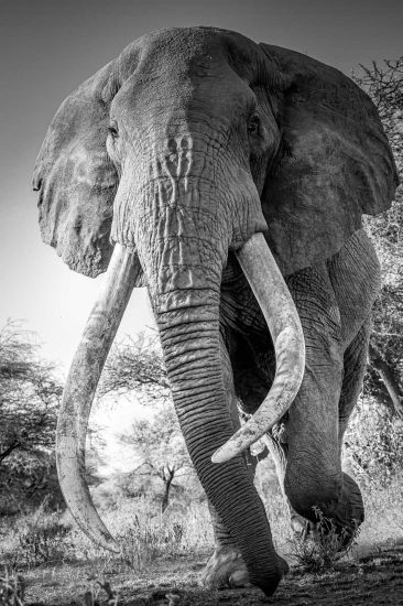 Photographing One of the Last Super Tuskers of Africa - Nature TTL