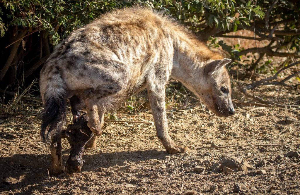 Rare Hyena Birth Captured on Camera - Nature TTL